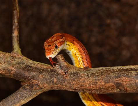 black pet snake|best black snake for pets.